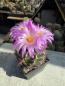 Preview: Thelocactus bicolor